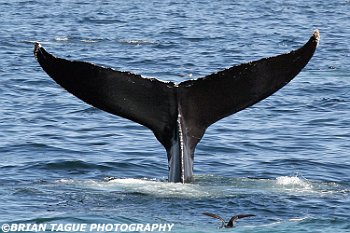 HumpbackWhaleFluke-422 2766-adj