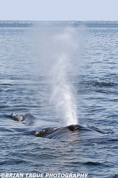 HumpbackWhaleSpout-421 4764-adj-crp3