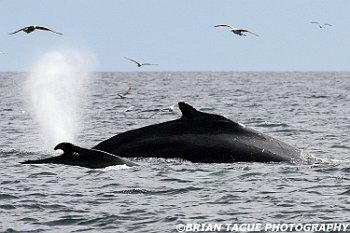 HumpbackWhaleSpout-421 5318-adj-crp2
