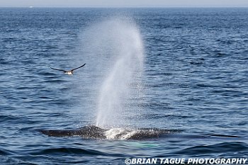 HumpbackWhaleSpout-422 2814-adj-crp1