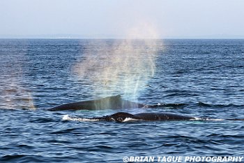 HumpbackWhaleSpout-422 2845-adj