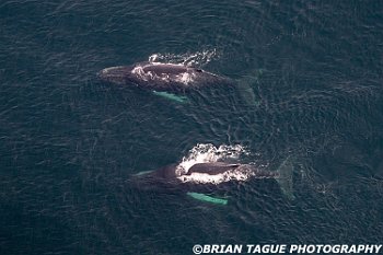 HumpbackWhalesAerial-422 4135-adj-L