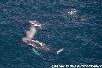 HumpbackWhalesAerial-422 4169-adj-L