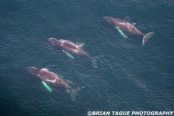 HumpbackWhalesAerial-422 4218-adj-L