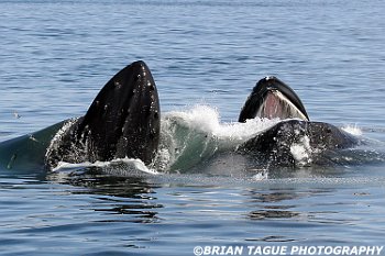 HumpbackWhalesFeeding-421 4072-adj-crp