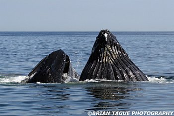 HumpbackWhalesFeeding-421 4081-adj