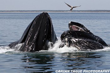 HumpbackWhalesFeeding-421 4138-adj