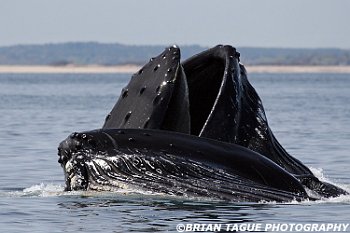 HumpbackWhalesFeeding-421 4175-adj