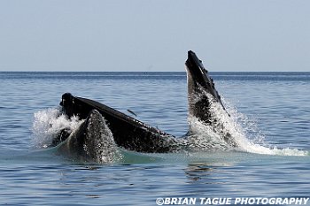 HumpbackWhalesFeeding-421 4222-adj-crp2