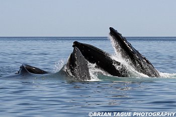 HumpbackWhalesFeeding-421 4223-adj-crp2