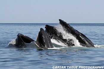 HumpbackWhalesFeeding-421 4224-adj-crp2