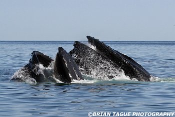 HumpbackWhalesFeeding-421 4225-adj
