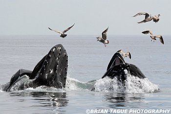 HumpbackWhalesFeeding-421 4292-adj