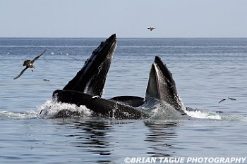 HumpbackWhalesFeeding-421 4361-adj-crp1