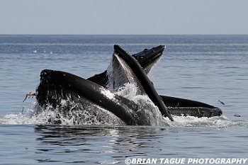 HumpbackWhalesFeeding-421 4363-adj-crp