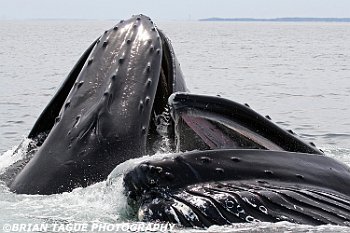HumpbackWhalesFeeding-421 4796-adj