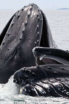 HumpbackWhalesFeeding-421 4798-adj-crp1