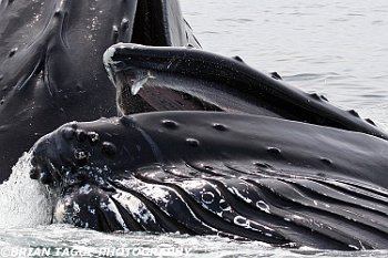 HumpbackWhalesFeeding-421 4798-adj-crp2