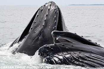 HumpbackWhalesFeeding-421 4798-adj