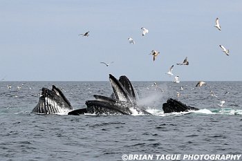 HumpbackWhalesFeeding-421 5390-adj