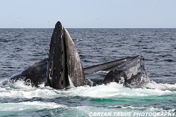 HumpbackWhalesFeeding-421 5474-adj