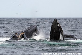 HumpbackWhalesFeeding-421 5588-adj