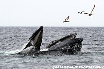 HumpbackWhalesFeeding-421 5769-adj