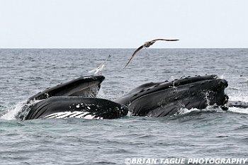 HumpbackWhalesFeeding-421 5772-adj-crp2