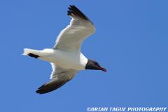 LaughingGull-118 1824-150-4