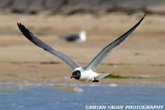 LaughingGull-334 3474-crp-150-4