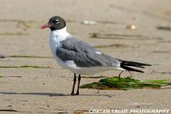 LaughingGull-335 3570-crp1-150-4
