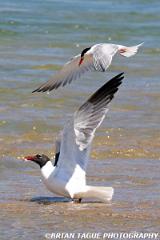LaughingGull-CommonTern-337 3747-crp-150-4