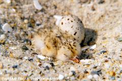 LeastTernChick-592-03-150-4