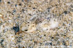 LeastTernChick-592-05-150-4