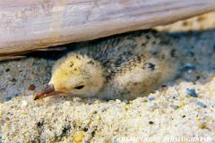 LeastTernChick-592-35-150-4