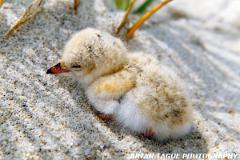 LeastTernChick-617-10-150-4