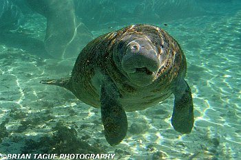 Manatee Calf-425 7014-adj