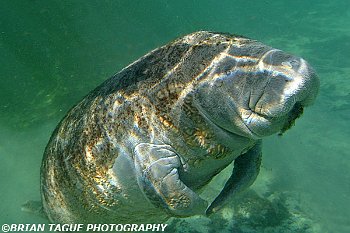 Manatee Calf-425 7154-adj