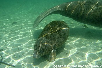 Manatee Calf-425 7374-adj