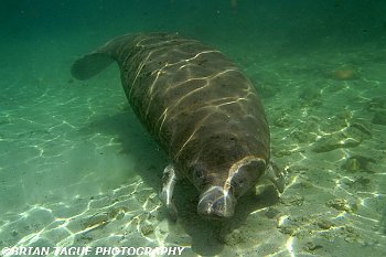 Manatee Calf-425 7377-adj