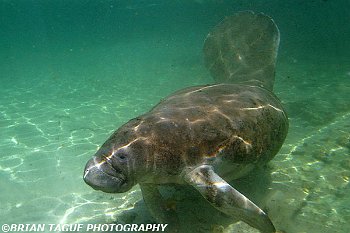 Manatee Calf-425 7378-adj