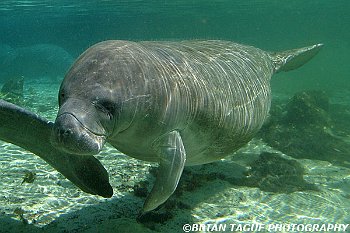 Manatee Calf-425 7415-adj