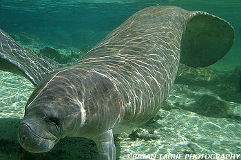 Manatee Calf-425 7418-adj