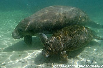 Manatee Cow and Calf-425 7352-adj