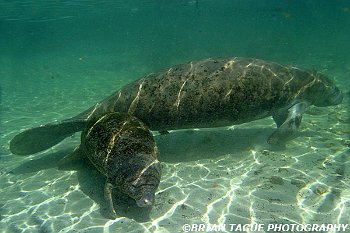 Manatee Cow and Calf-425 7372-adj