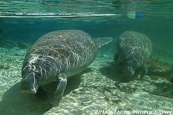 Manatee Cow and Calf-425 7403-adj