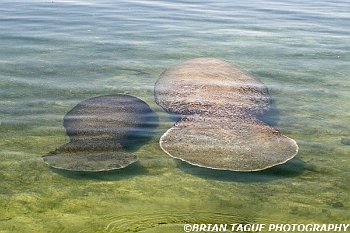 Manatee Cow and Calf-425 7472-adj