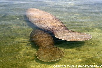 Manatee Cow and Calf-425 7475-adj