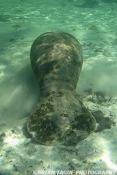 Manatee-425 7069-adj