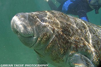 Manatee-425 7143-adj-2